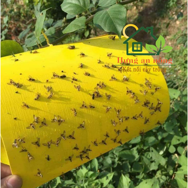 Sét 10 miếng keo dán 2 mặt kèm kẽm treo dùng bẫy ruồi vàng côn trùng có cánh