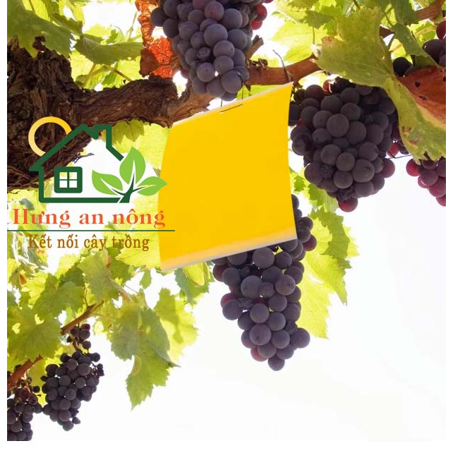 Sét 10 miếng keo dán 2 mặt kèm kẽm treo dùng bẫy ruồi vàng côn trùng có cánh