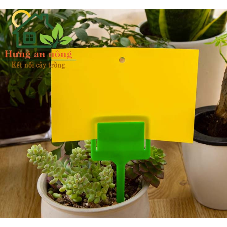 Sét 10 miếng keo dán 2 mặt kèm kẽm treo dùng bẫy ruồi vàng côn trùng có cánh