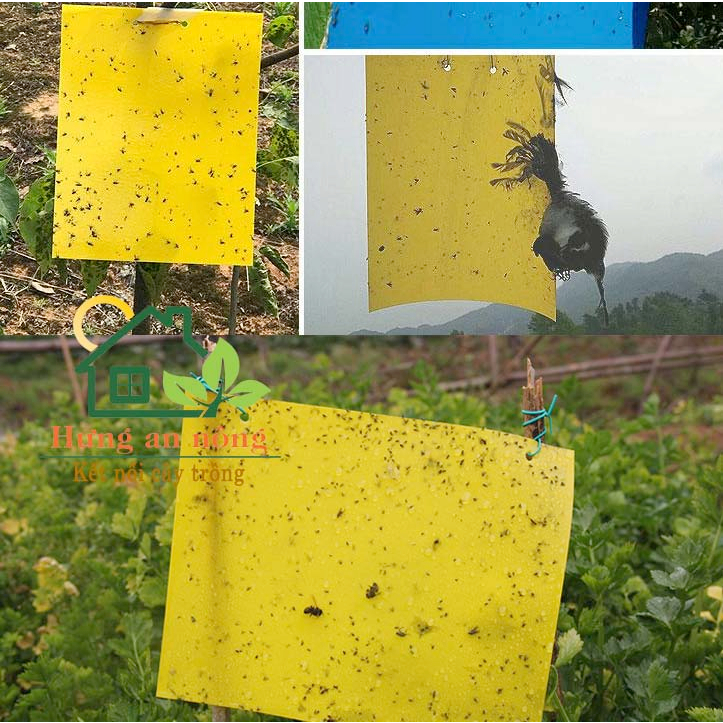 Sét 10 miếng keo dán 2 mặt kèm kẽm treo dùng bẫy ruồi vàng côn trùng có cánh