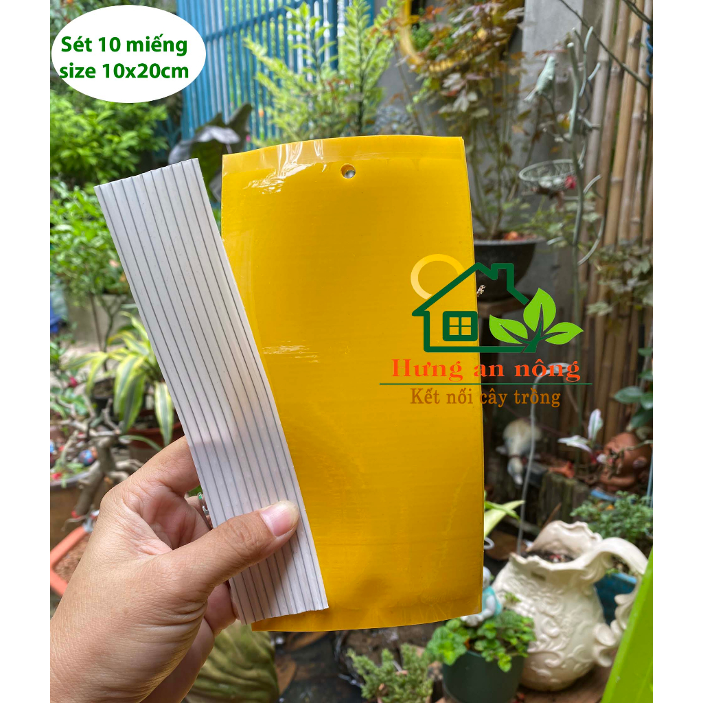 Sét 10 miếng keo dán 2 mặt kèm kẽm treo dùng bẫy ruồi vàng côn trùng có cánh