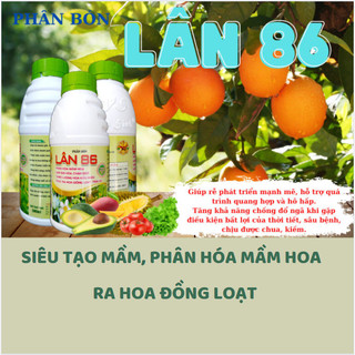 Lân 86 chuyên kích mầm -phân hóa mầm hoa ra hoa đồng loạt -