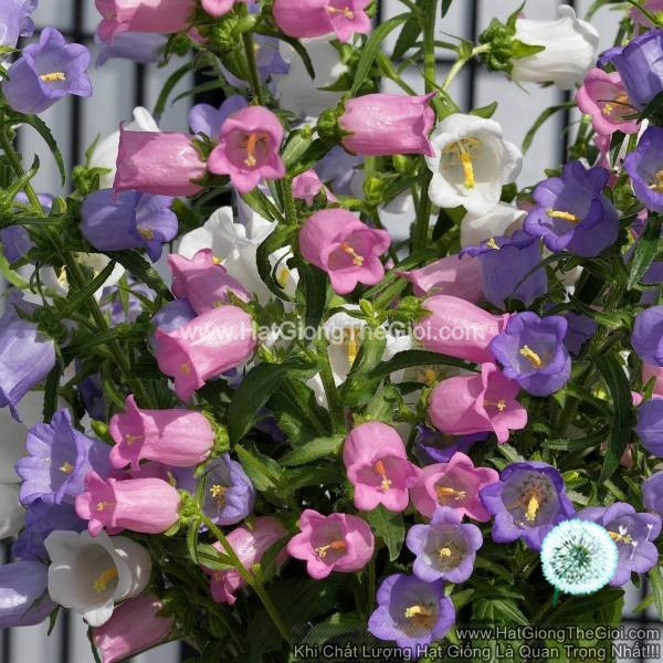10h Hạt Giống Hoa Chuông Cắt Cành CHAMPION Mix (KD| B36)