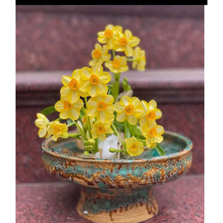 Củ hoa thuỷ tiên vàng