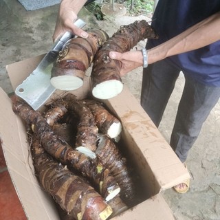 (combo 5kg) Bạc Hà Núi , củ ráy rừng.