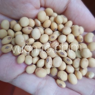 Hạt giống đậu nành thuẩn chủng - đậu tương giống cũ