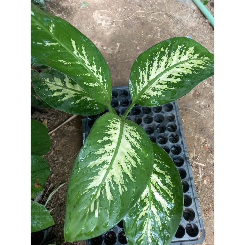 Cây vạn Niên thanh.gửi cây hình 2