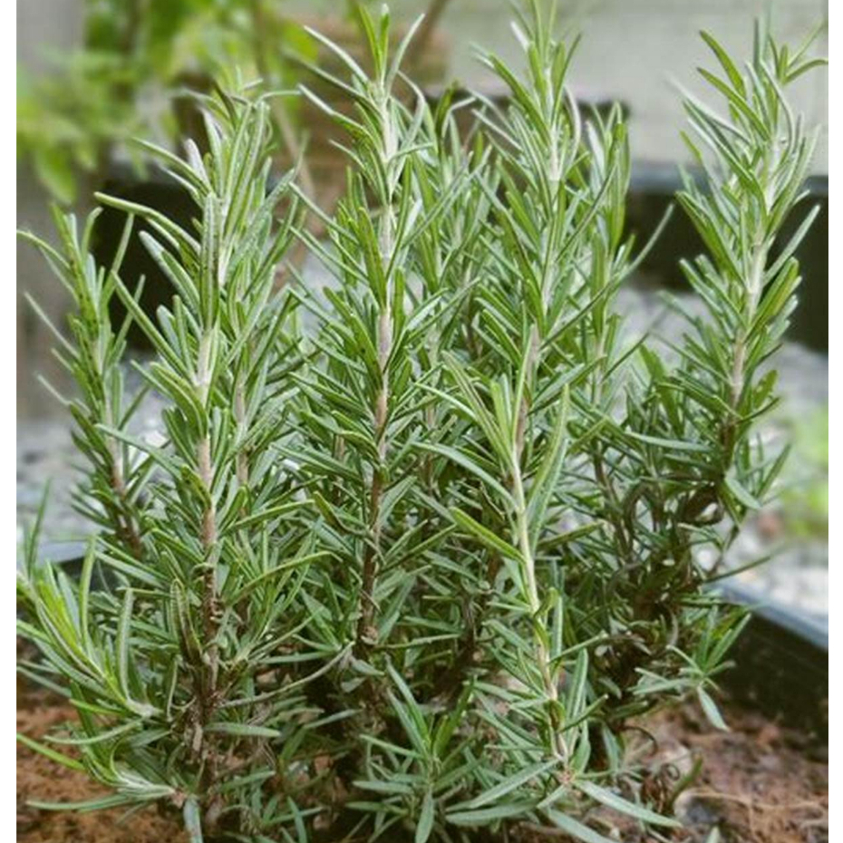 Hạt Giống Hương Thảo (Rosemary)(gói 20 hạt ) - Dùng Làm Gia Vị, Một Loại Thảo Dược