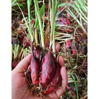sâm đại hành giống [combo 40 củ giống]
