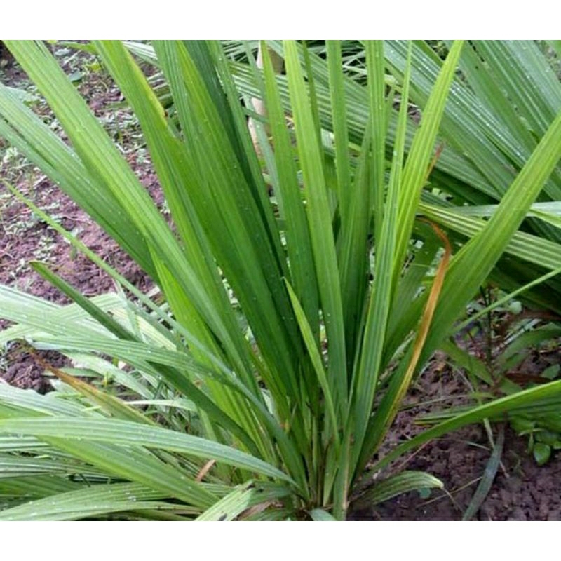 sâm đại hành giống [combo 40 củ giống]