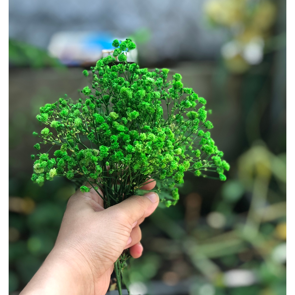 Bó Baby Khô 15cm Cắm Lọ, Cắm Chậu Trang Trí Bàn Làm Việc