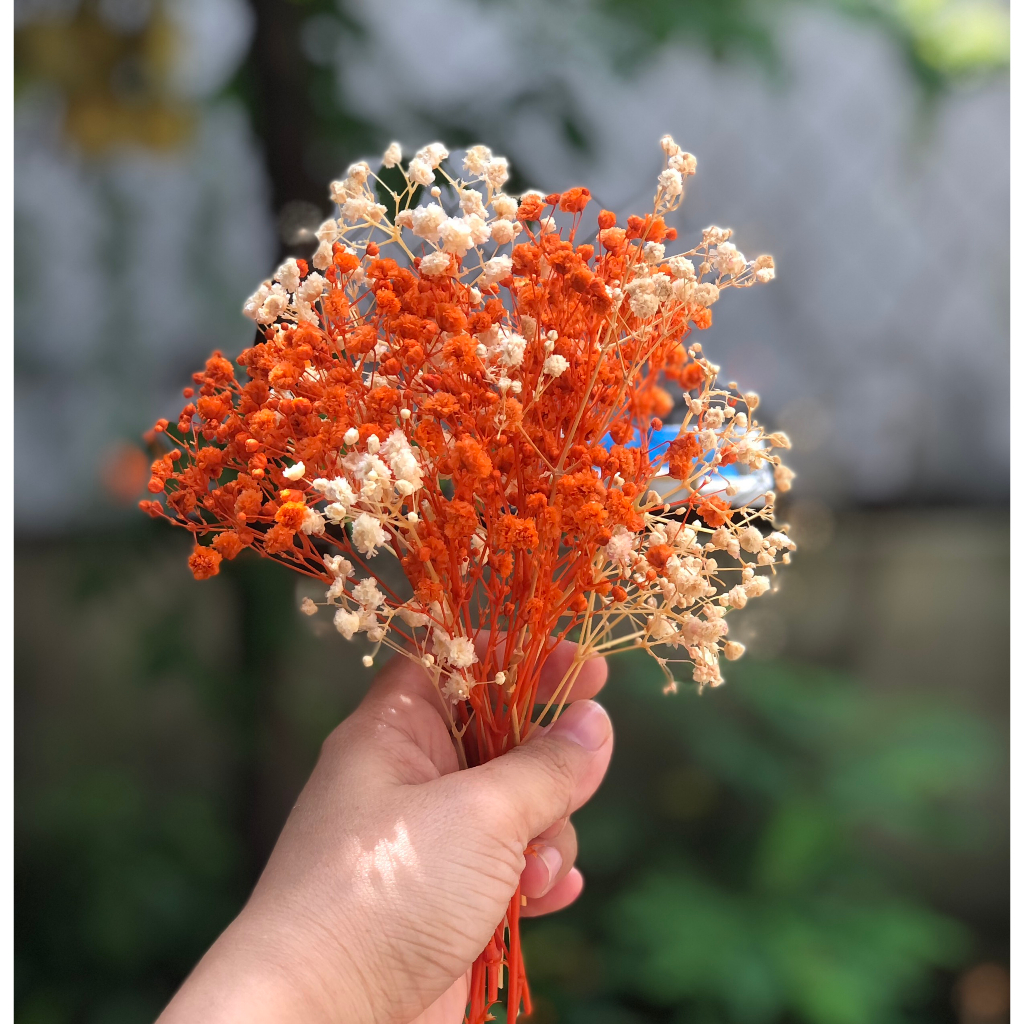Bó Baby Khô 15cm Cắm Lọ, Cắm Chậu Trang Trí Bàn Làm Việc