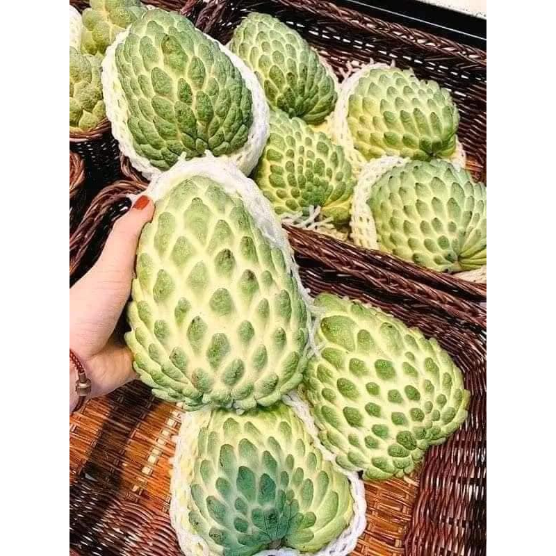 Cây giống na Đài Loan  50 cm cây ghép, quả to, thơm ngọt, cây giống khỏe, không kén đất, cây giống na dứa chuẩn