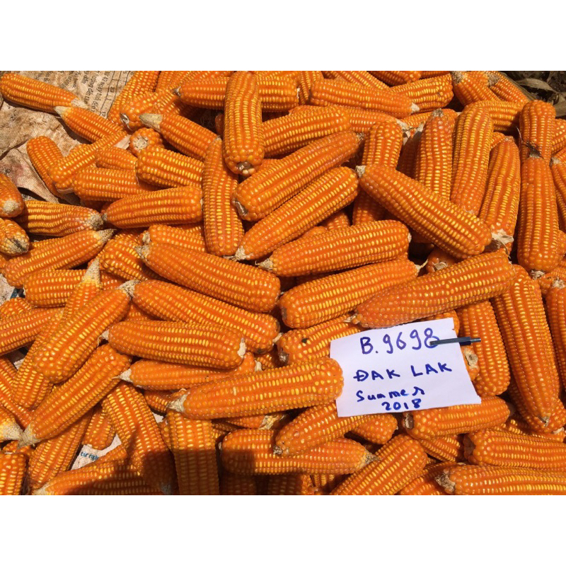 HẠT GIỐNG NGÔ LAI BIOSEED 9698 GÓI 1KG