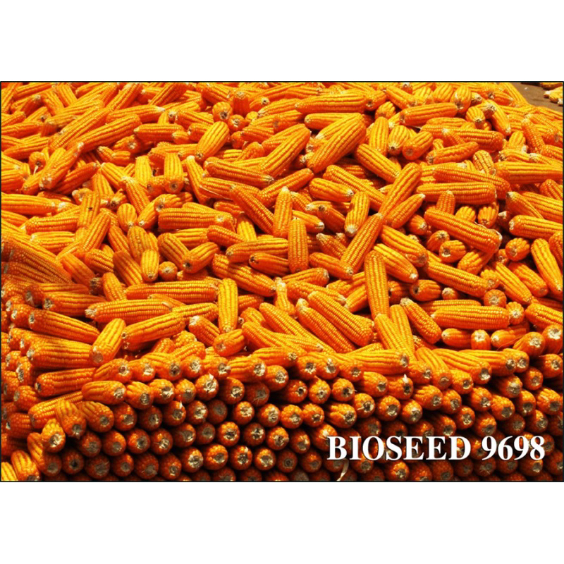 HẠT GIỐNG NGÔ LAI BIOSEED 9698 GÓI 1KG