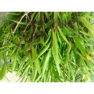1kg cây thanh táo tươi