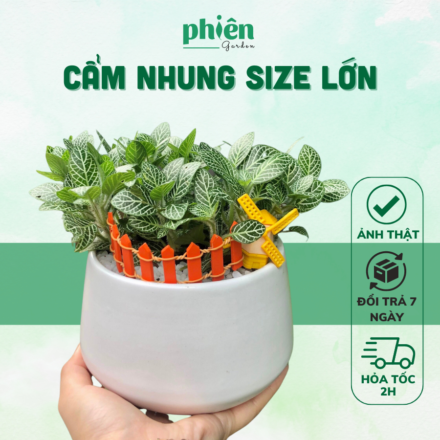 Cây Fittonia, Cây Cẩm Nhung lá xanh size lớn kèm combo tiểu cảnh siêu đáng yêu