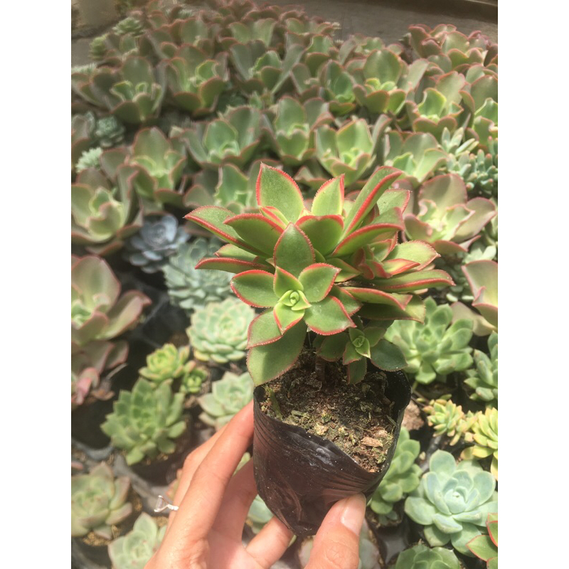 Sen bầu 10k