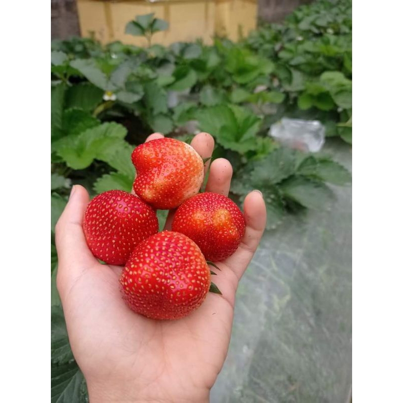 Combo 10bầu dâu Hana chịu nhiệt