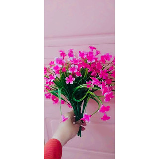 Cụm hoa điểm nhí siêu xinh