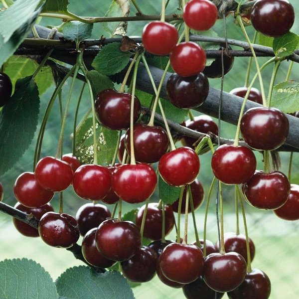 Cây giống cherry anh đào, quả đỏ, ngon ngọt, mọng nước, ít sau bệnh, cây sinh trưởng tốt mọi vùng miền