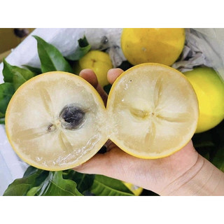 Cây giống vú sữa hoàng kim, quả vàng, lá bản to, cây khỏe mạnh, cây sinh trưởng tốt