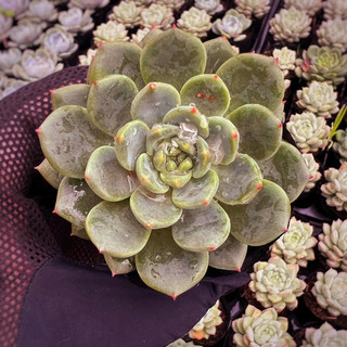 Sen đá bánh bao xanh size bầu