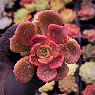Sen đá lola đỏ size bầu