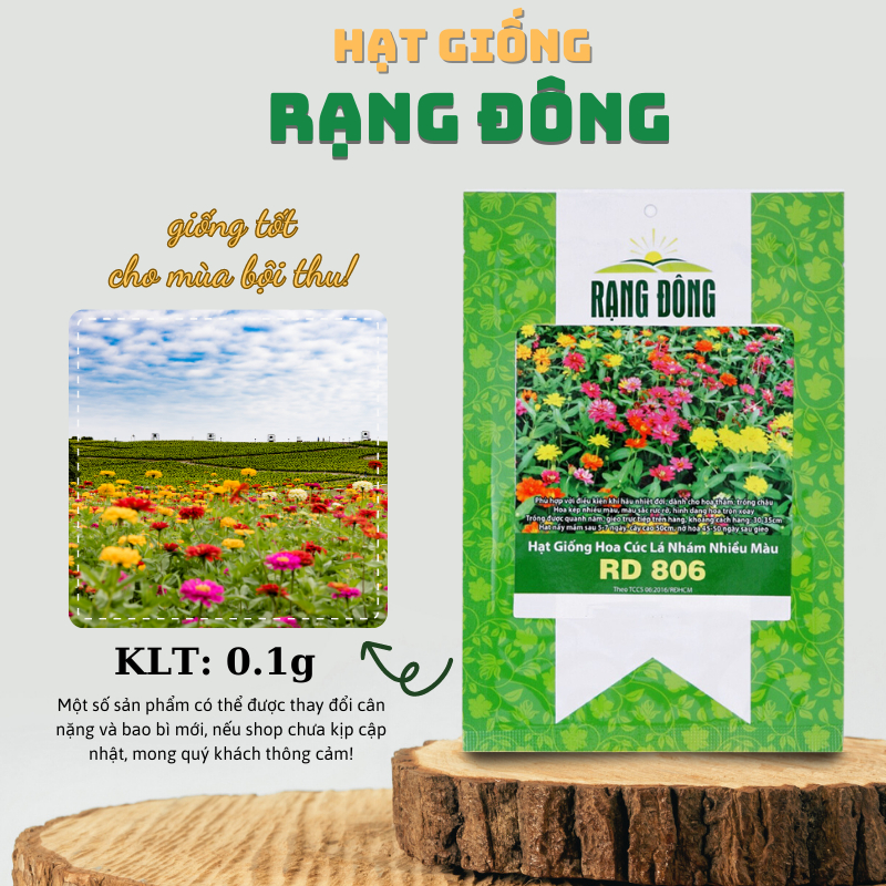 Hạt giống Hoa Cúc Lá Nhám nhiều màu, trồng thảm hoặc chậu quanh năm - Hạt giống Rạng Đông