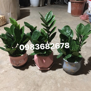 cây kim tiền nhỏ để bàn
