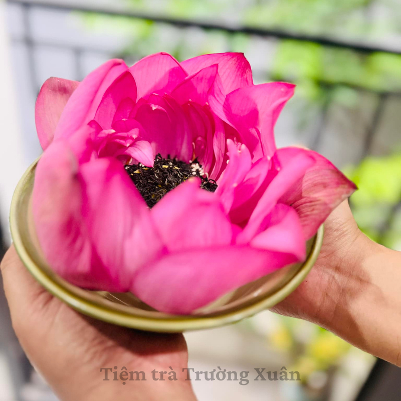 Trà Búp Sen Hà Nội, quà tặng tinh tế của người Hà Thành