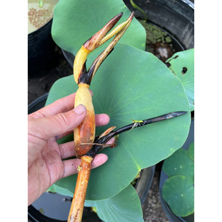 Combo 3 củ sen đủ màu