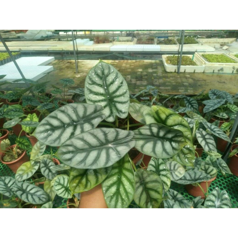 Cây rồng bạc, Silver Dragon, Alocasia, kiểng lá, trang trí bàn làm việc, nhà cửa, sân vườn