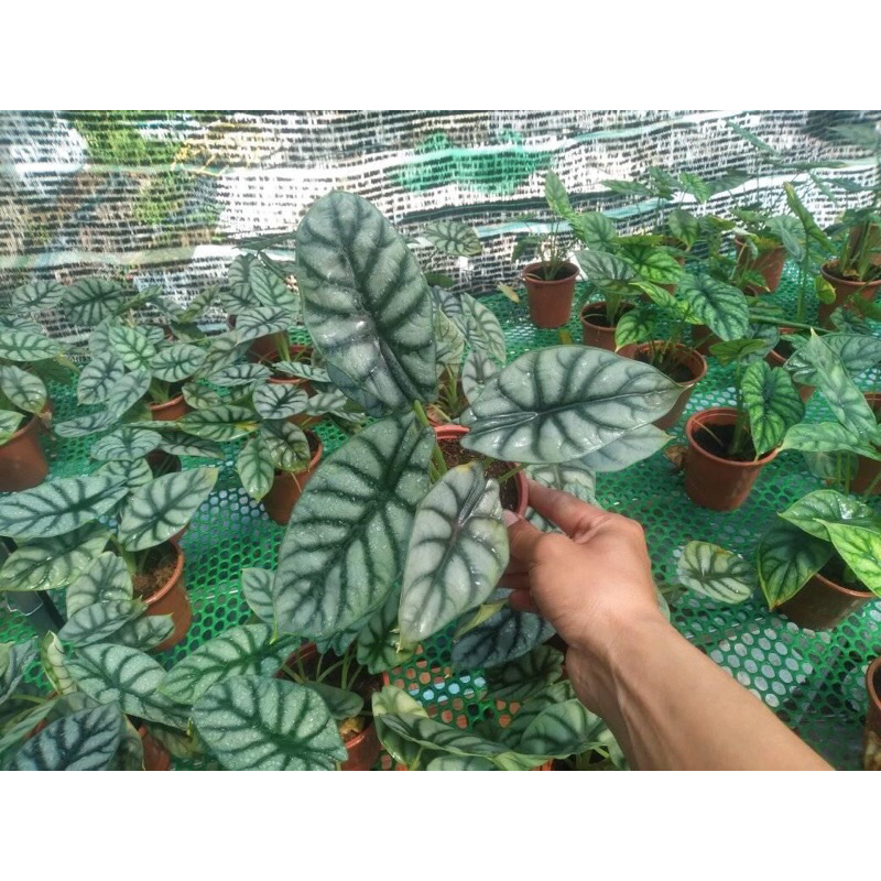 Cây rồng bạc, Silver Dragon, Alocasia, kiểng lá, trang trí bàn làm việc, nhà cửa, sân vườn