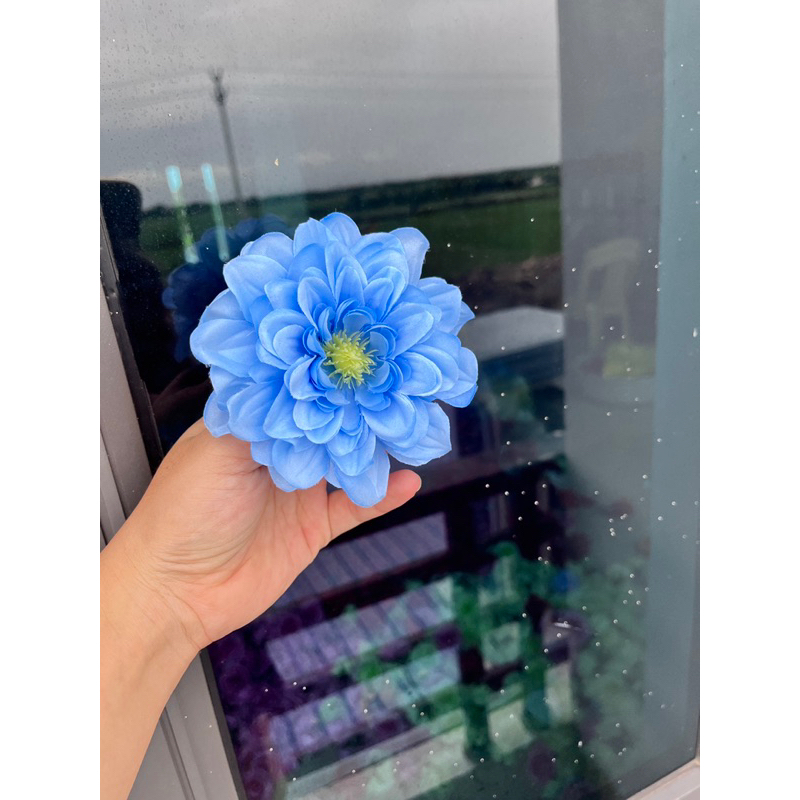 Bông hoa thược dược tràm