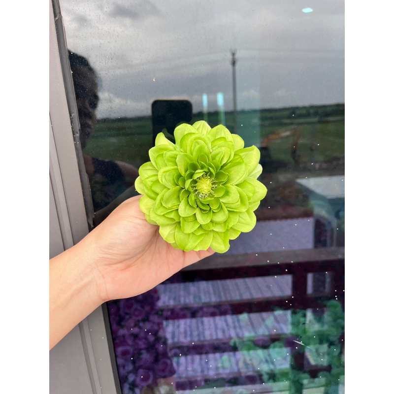 Bông hoa thược dược tràm