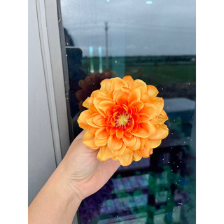Bông hoa thược dược tràm