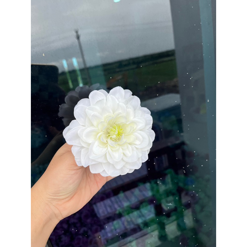 Bông hoa thược dược tràm