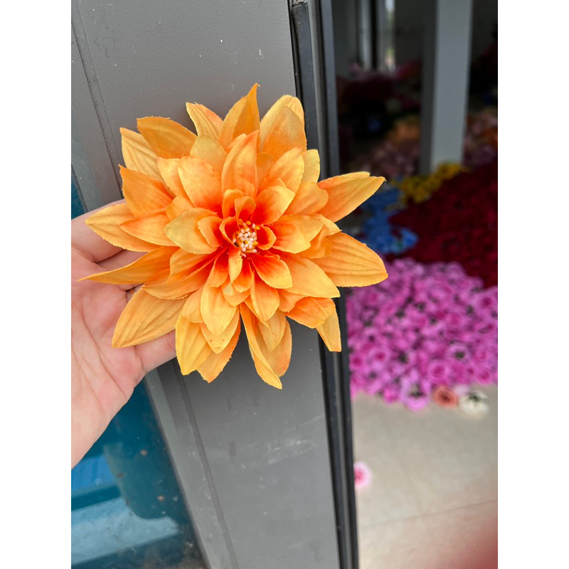 Bông hoa cúc đại lệ