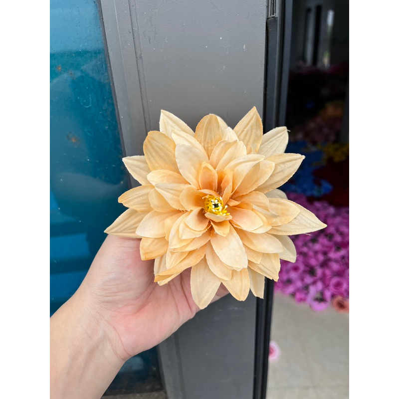 Bông hoa cúc đại lệ