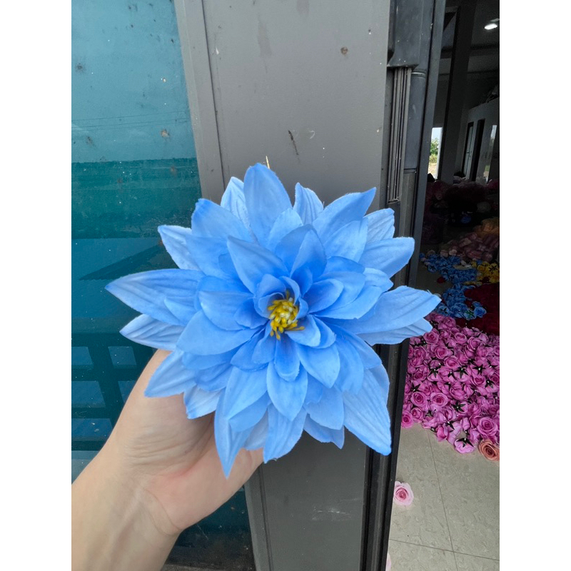 Bông hoa cúc đại lệ