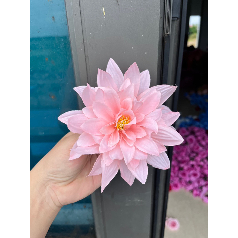 Bông hoa cúc đại lệ