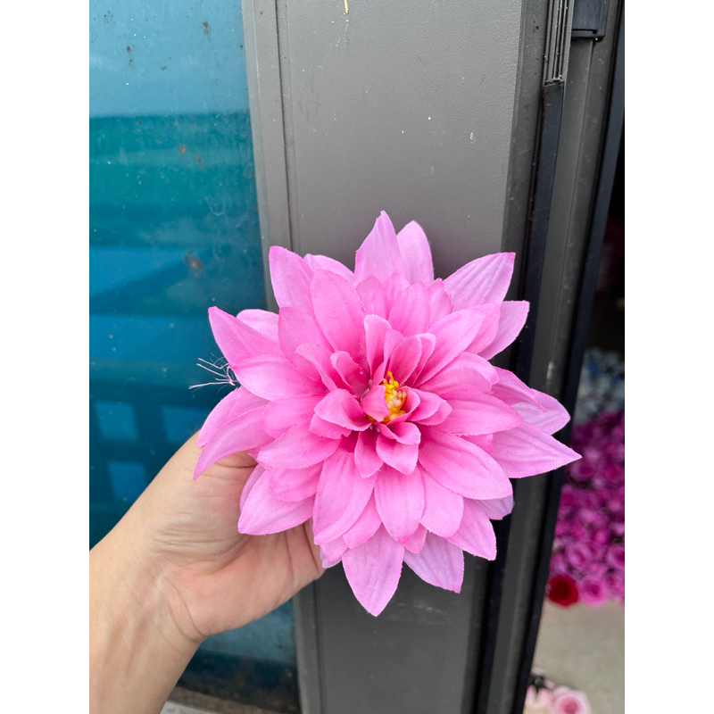 Bông hoa cúc đại lệ