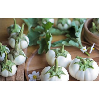 Hạt giống cà bát trắng 20 hạt