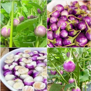Hạt giống cà pháo tím gói 30 hạt