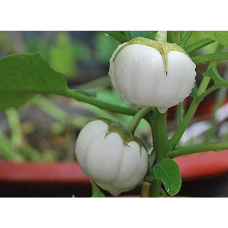 Hạt giống cà bát trắng 20 hạt