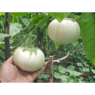 Hạt giống cà bát trắng 20 hạt