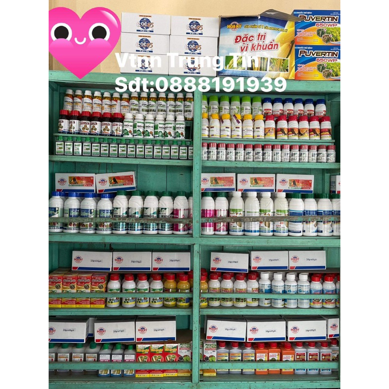 SIÊU BUNG CHÈO ra tược nhanh , bung đot, kéo chèo , xanh cây , mập ngọn , lớn lá