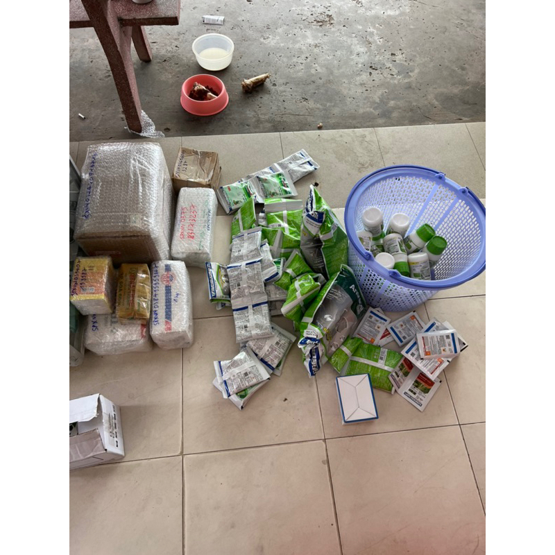 SIÊU BUNG CHÈO ra tược nhanh , bung đot, kéo chèo , xanh cây , mập ngọn , lớn lá