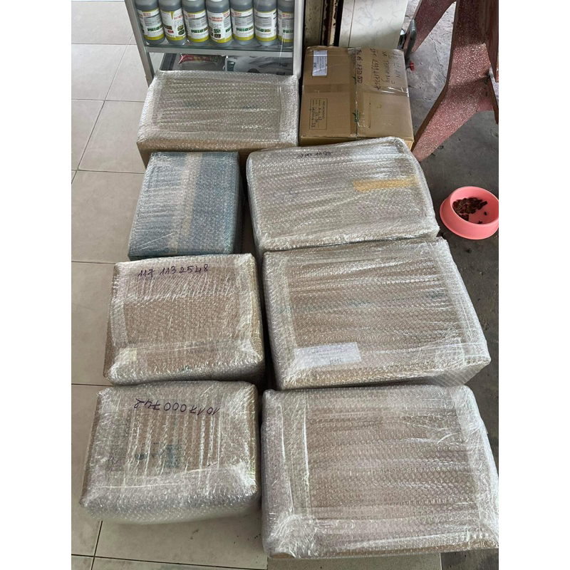 SIÊU BUNG CHÈO ra tược nhanh , bung đot, kéo chèo , xanh cây , mập ngọn , lớn lá